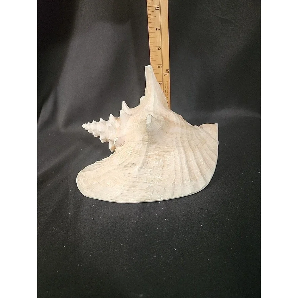 Queen‎ Conch Shell Pink Horned Large Seashell 9 x 7 Nautical Beach Ocean Coastal
